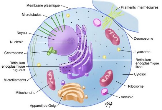 La biologie La biologie