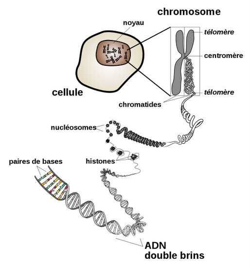 Enchevêtrement des chromosomes Enchevêtrement des chromosomes