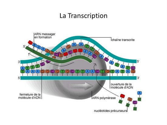 De l’ADN aux protéines De l’ADN aux protéines