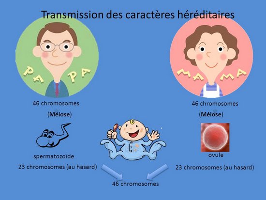 La méiose La méiose