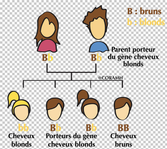 L'hérédité L'hérédité