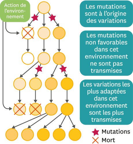 Les mutations génétiques Les mutations génétiques