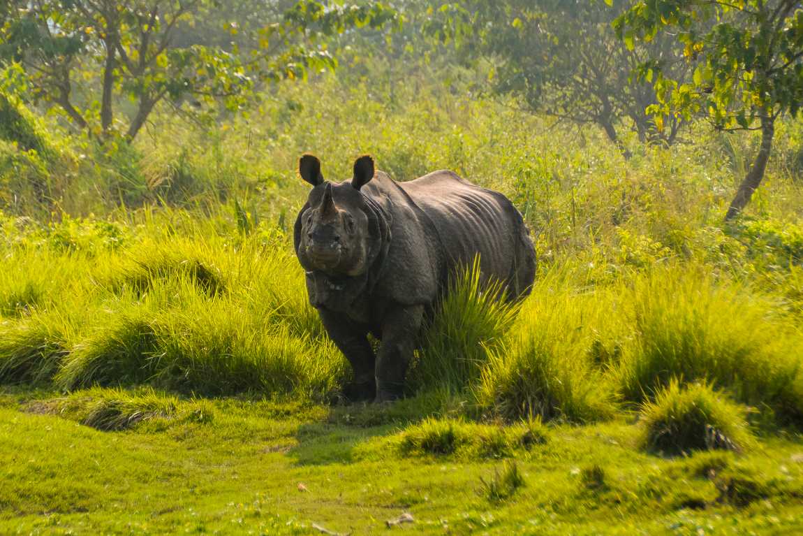 chitwan-national-park-que-voir